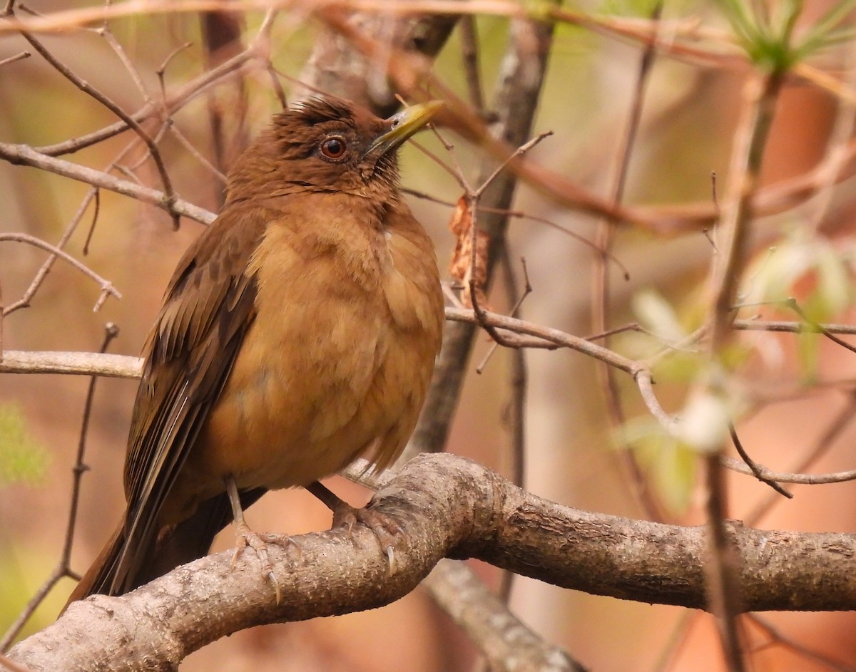 Clay-colored Thrush - Linda Wallenfang