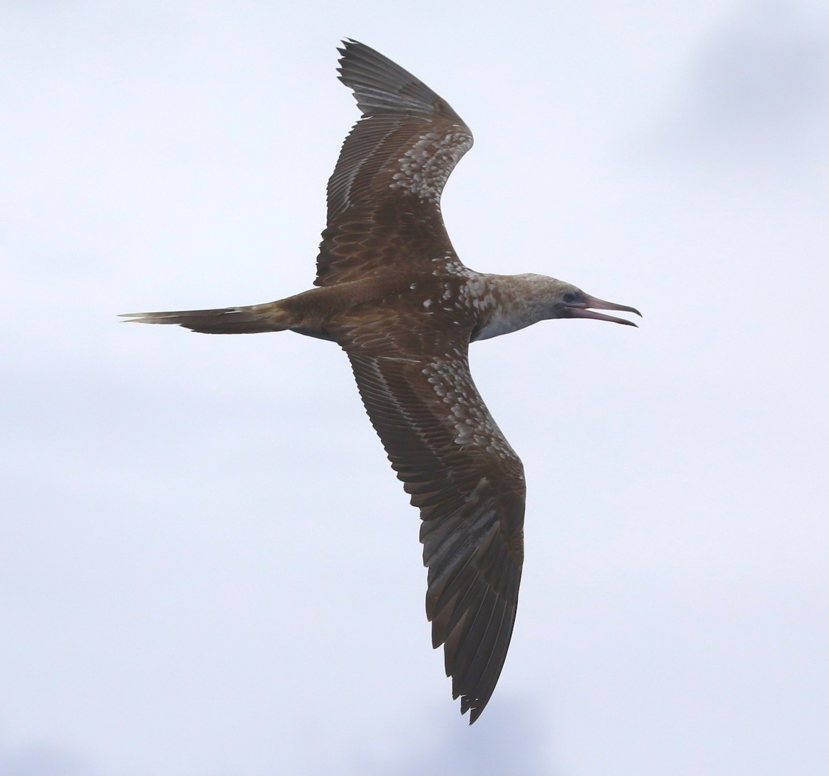 Red-footed Booby - ML617664731