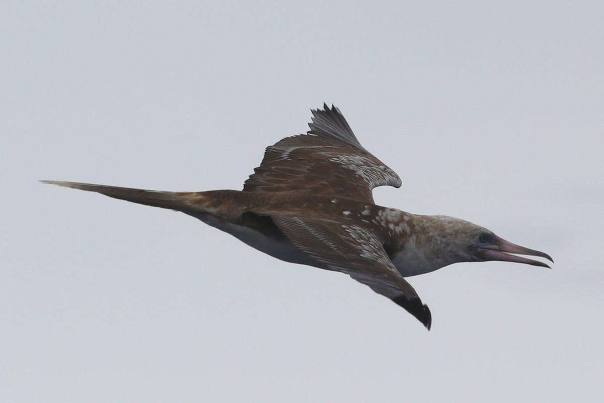 Red-footed Booby - ML617664732
