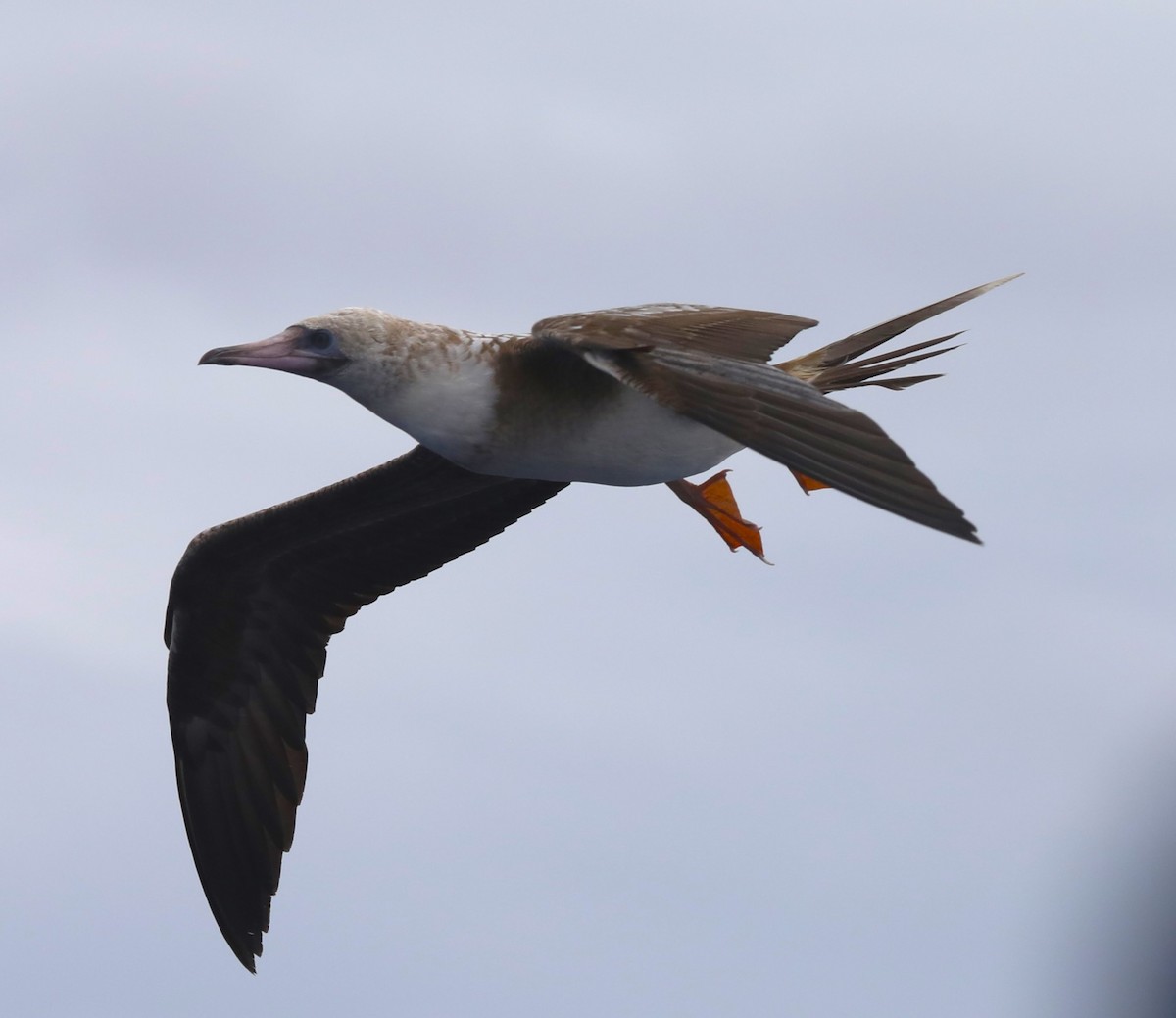 Red-footed Booby - ML617664733
