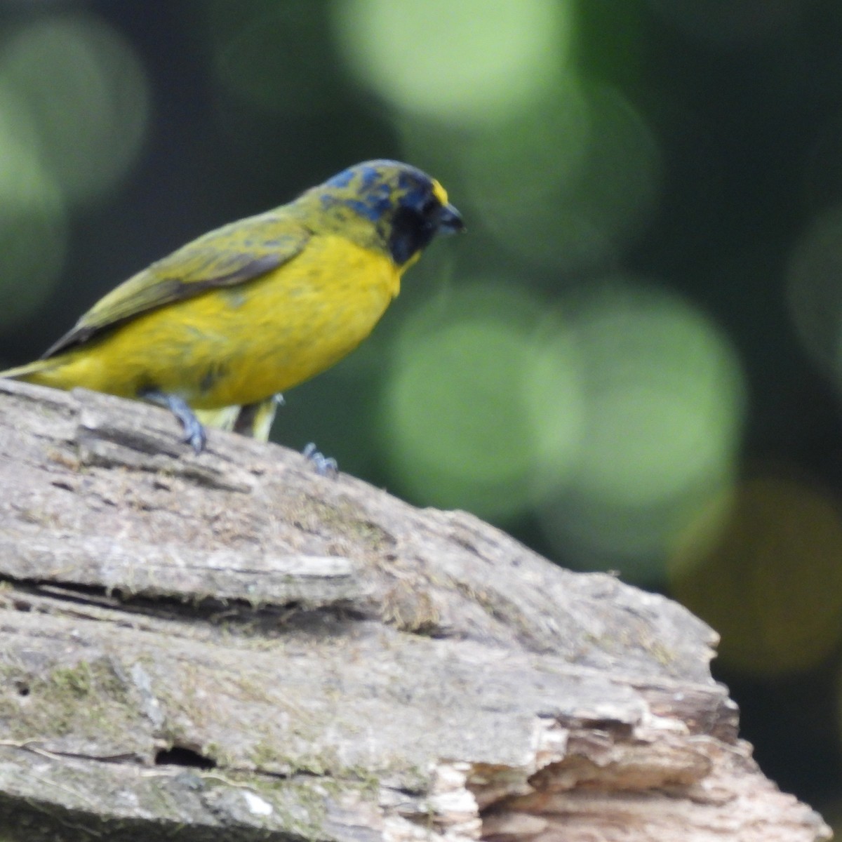 Yellow-throated Euphonia - Linda Wallenfang