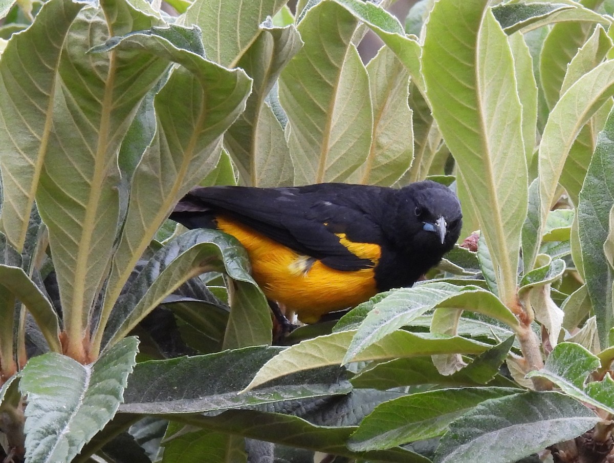 Black-vented Oriole - ML617664748