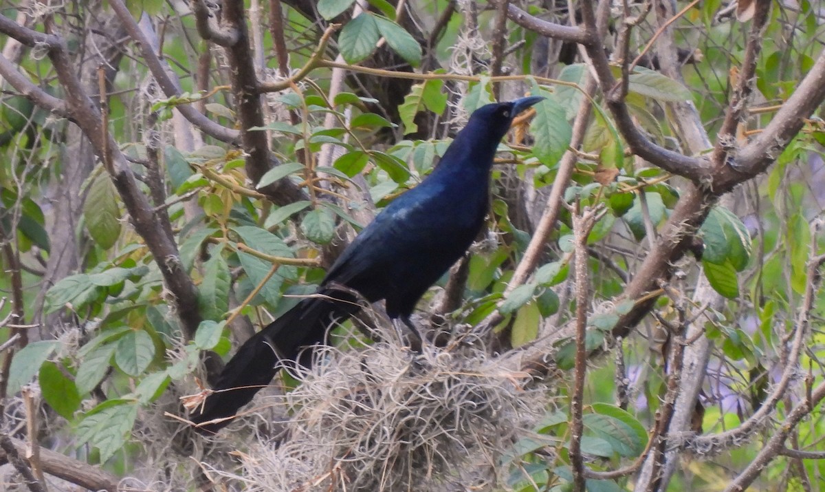 Great-tailed Grackle - Linda Wallenfang