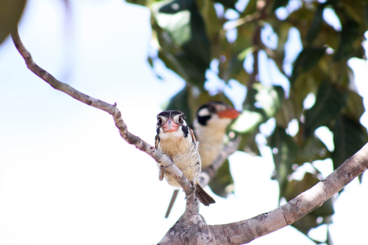 White-eared Puffbird - Daniel Nicodemo Donadio