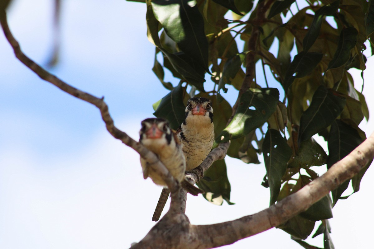 White-eared Puffbird - Daniel Nicodemo Donadio