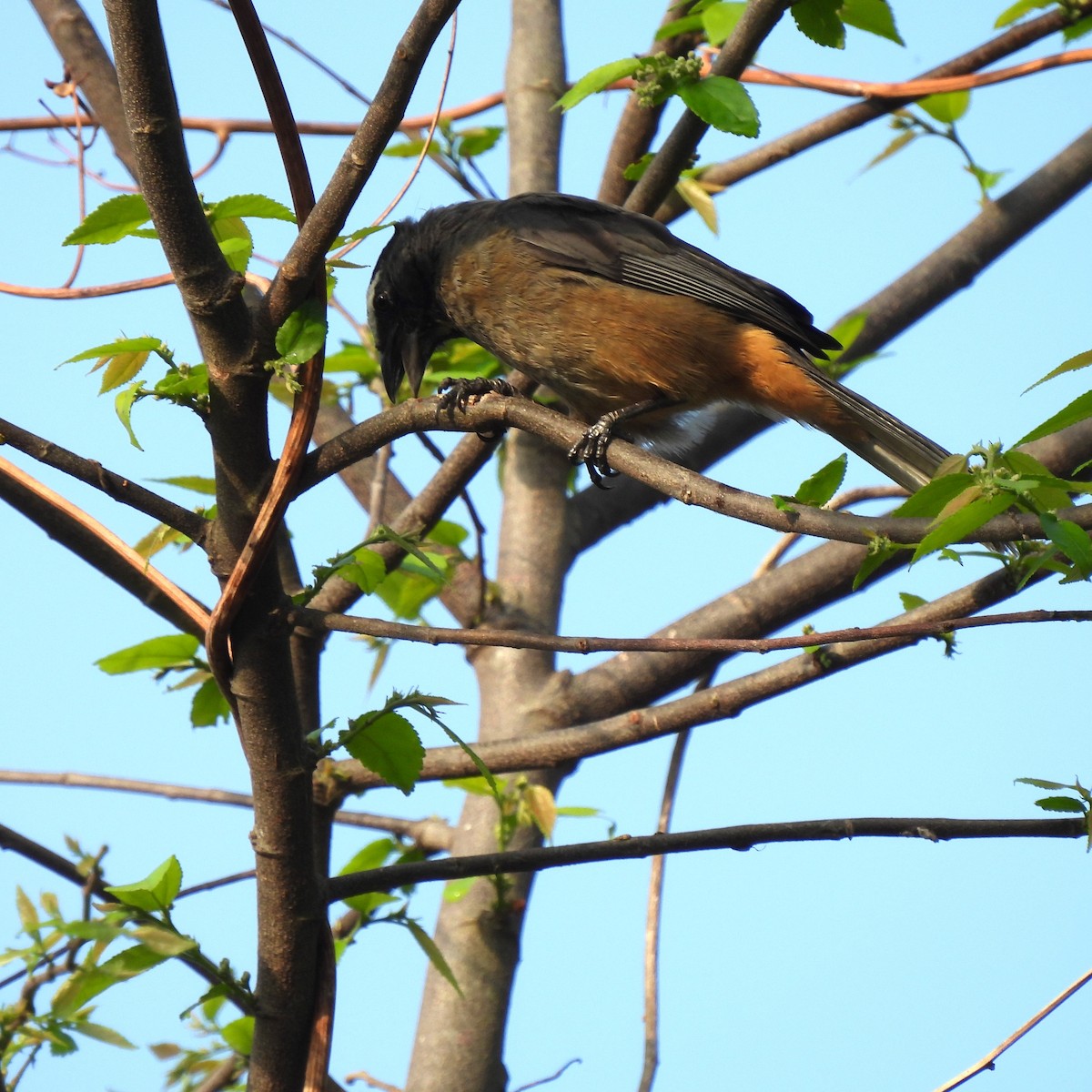 Cinnamon-bellied Saltator - Linda Wallenfang