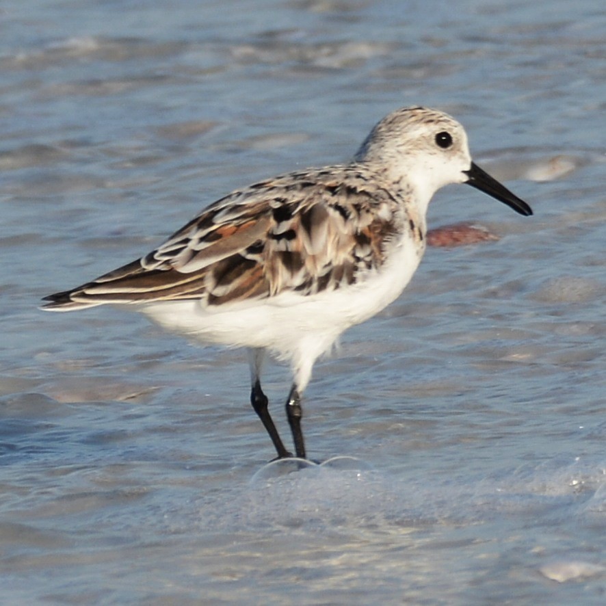 Sanderling - ML617664818