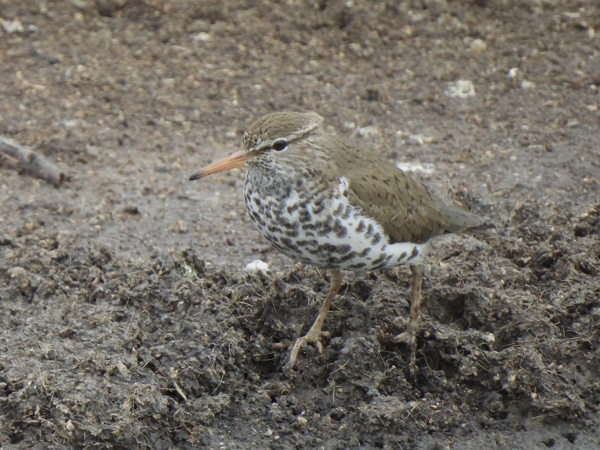 Spotted Sandpiper - ML617664825