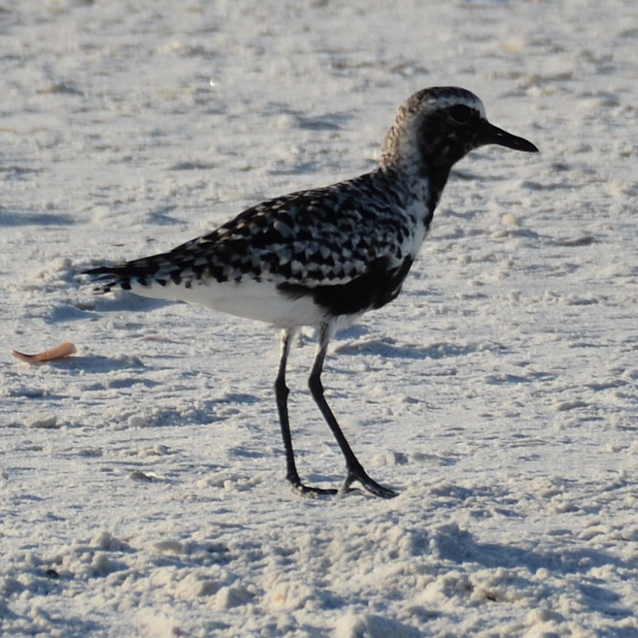 Black-bellied Plover - John Whitehead