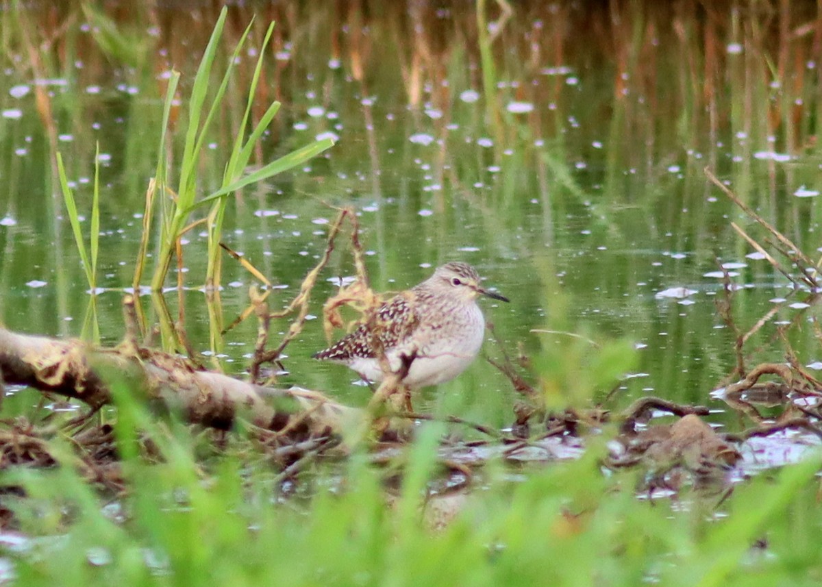 Wood Sandpiper - ML617664838