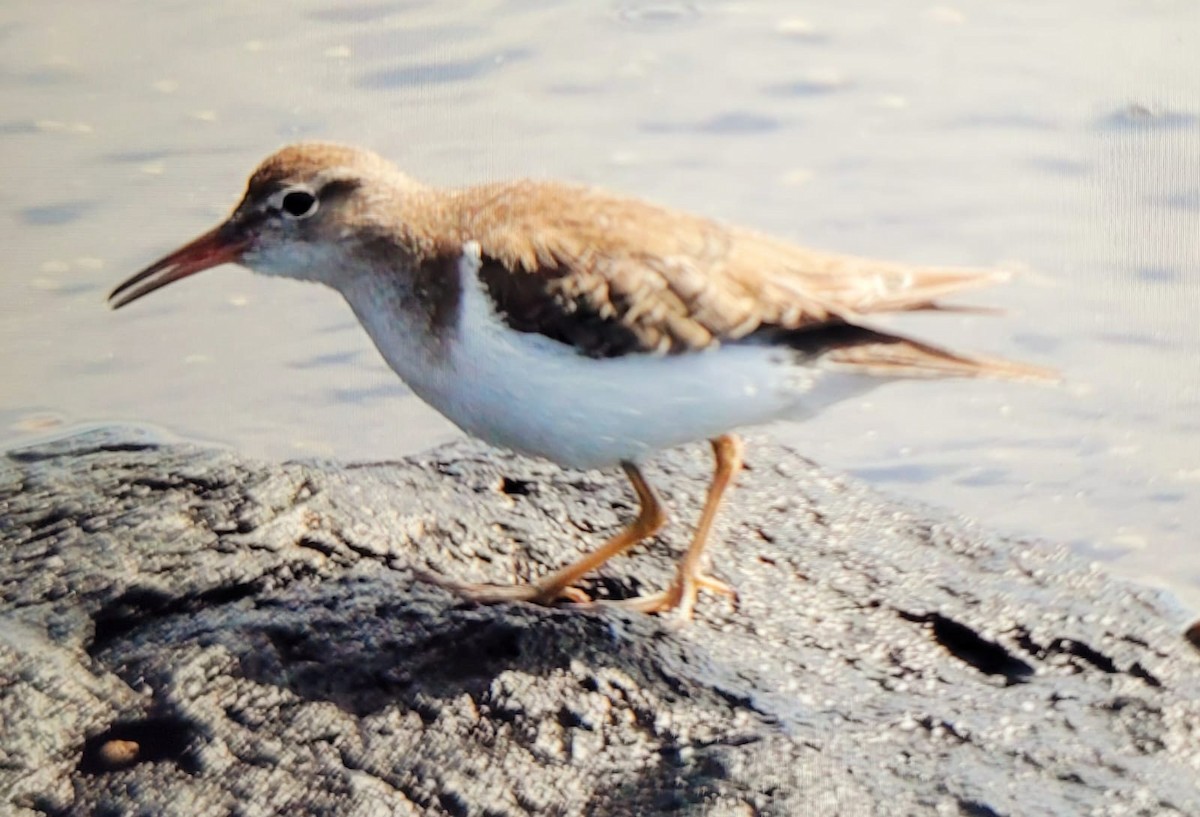 Spotted Sandpiper - Niklas Zander