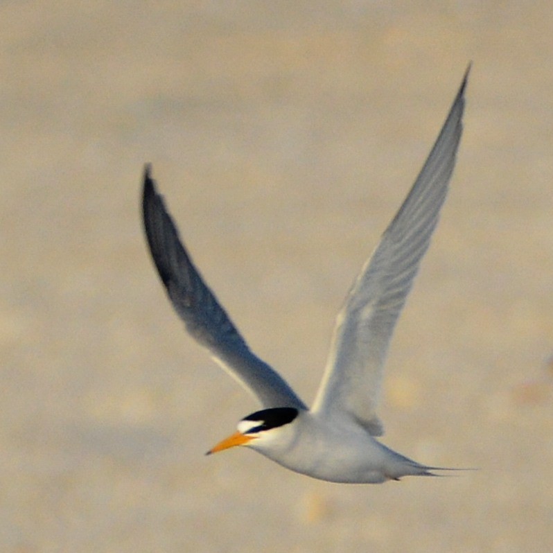 Least Tern - John Whitehead