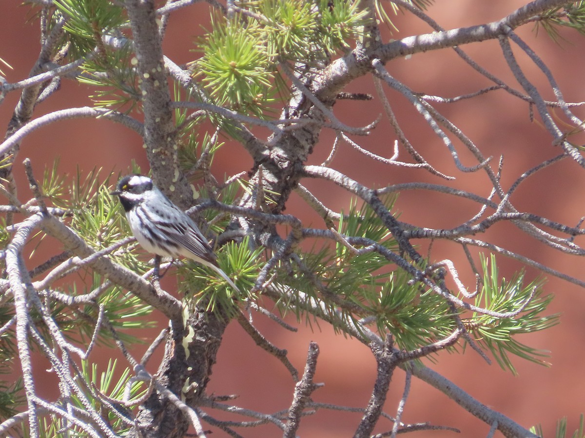 Black-throated Gray Warbler - ML617664876