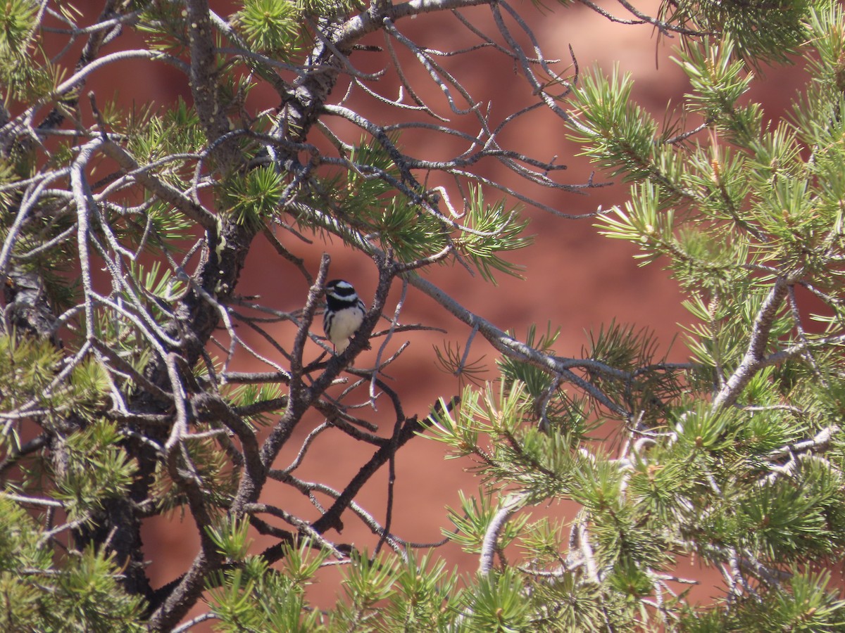 Black-throated Gray Warbler - ML617664877