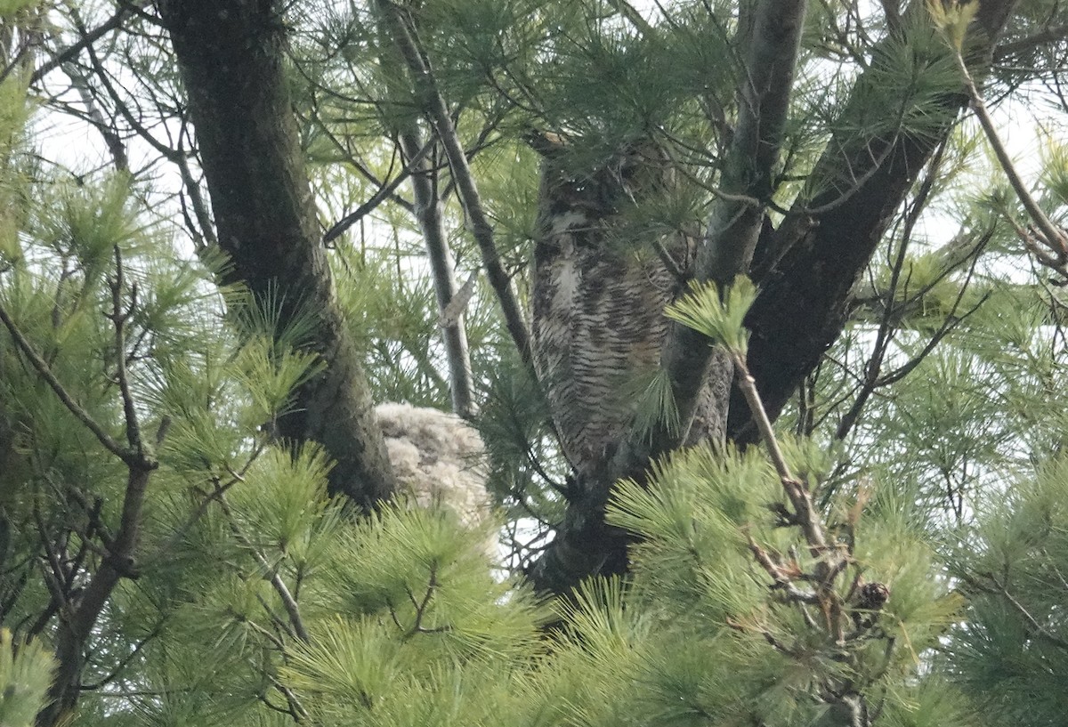 Great Horned Owl - Cynthia Ehlinger