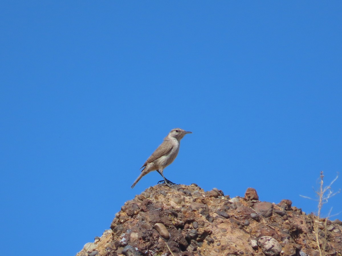 Rock Wren - ML617664896