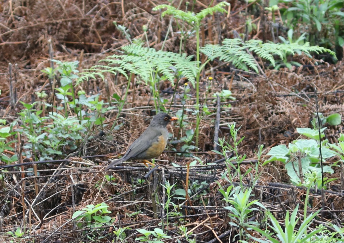 Usambara Thrush - ML617664898