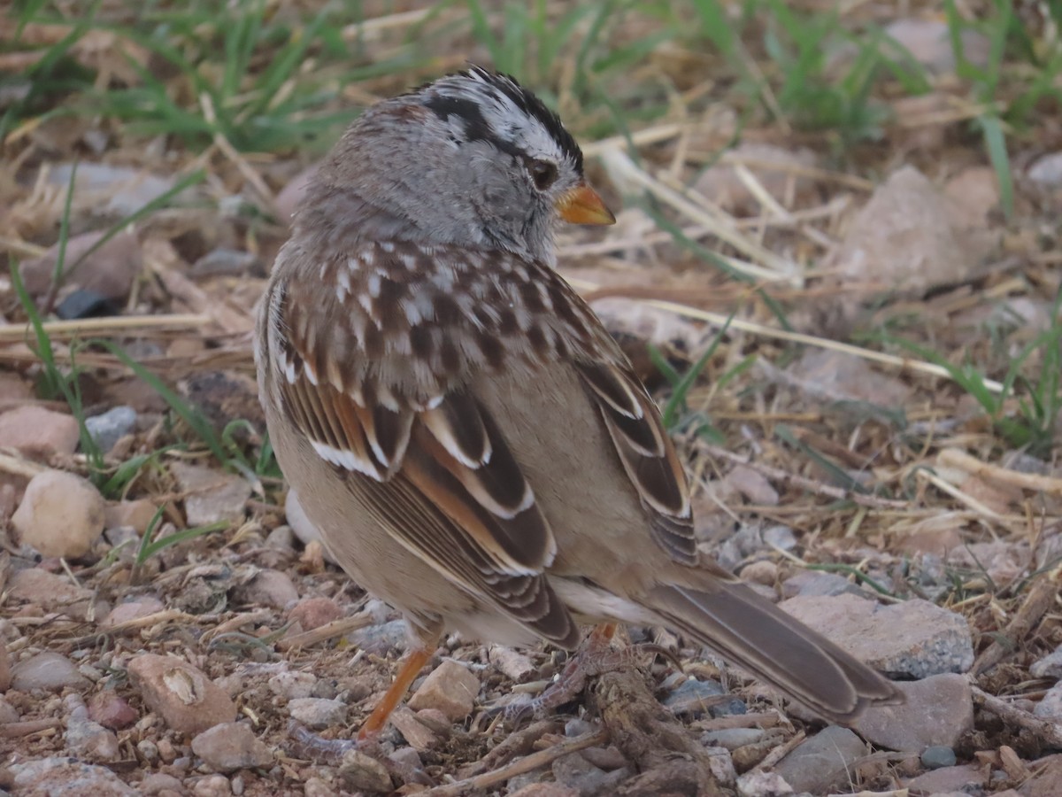 White-crowned Sparrow - Bruce Pasfield