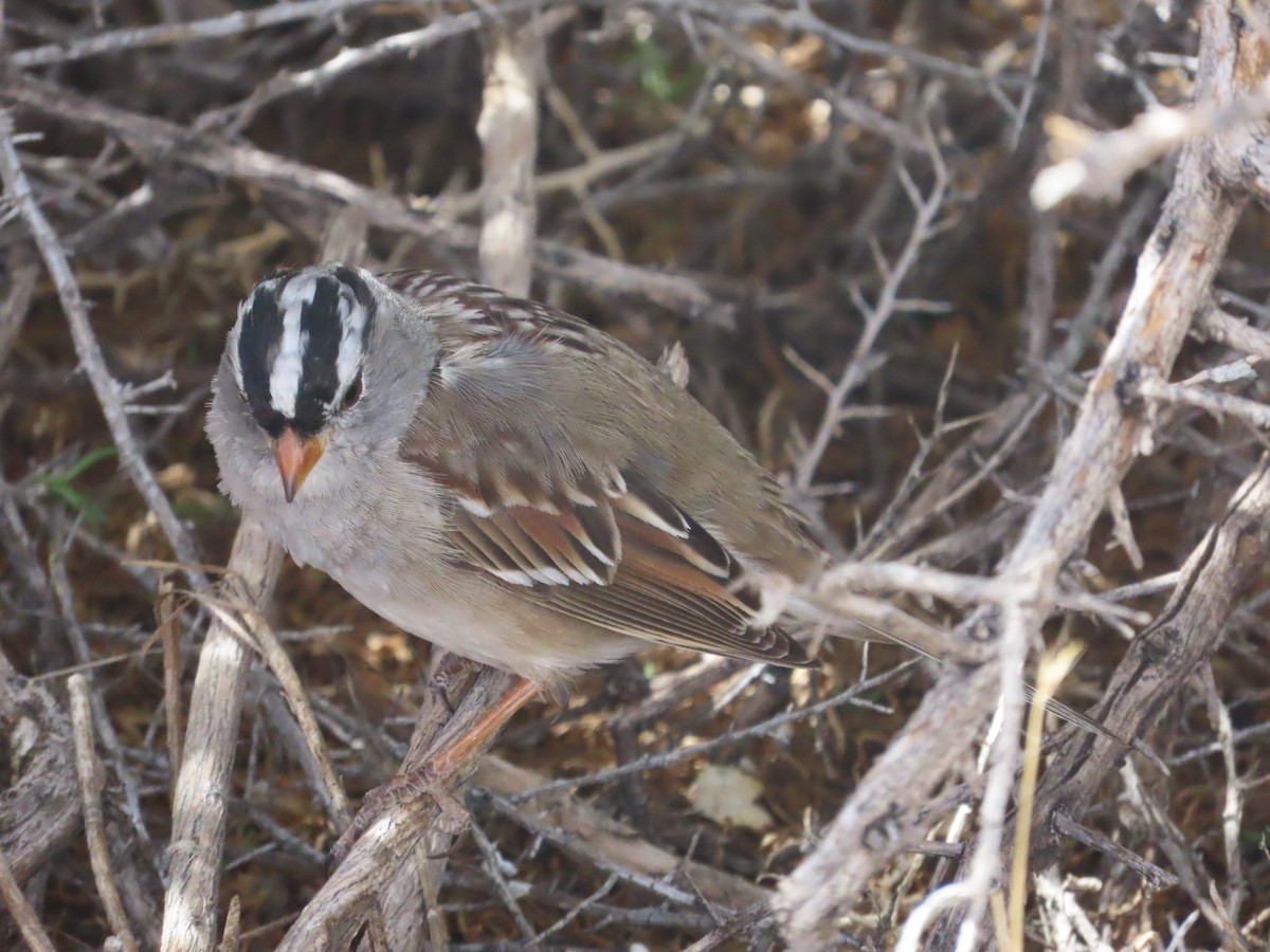 White-crowned Sparrow - ML617664920