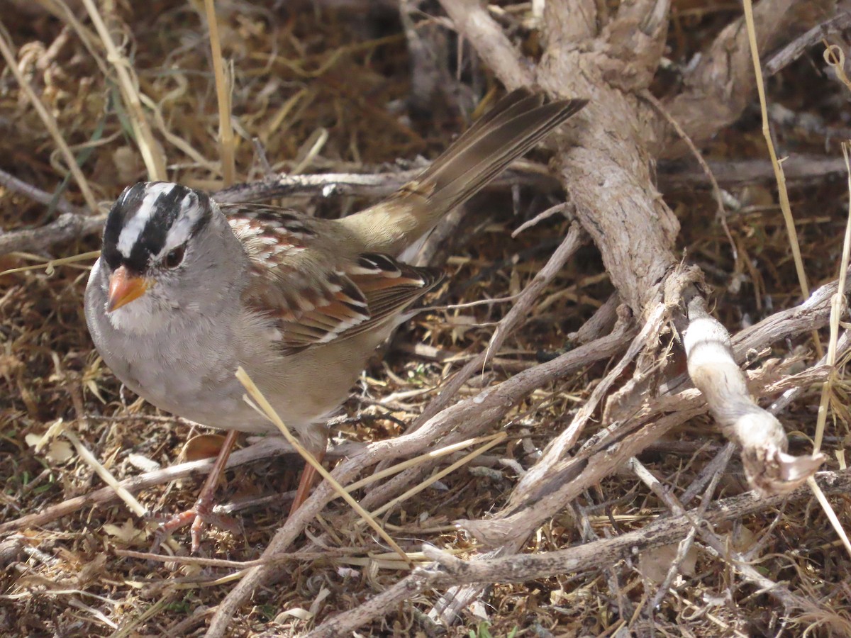 White-crowned Sparrow - ML617664921