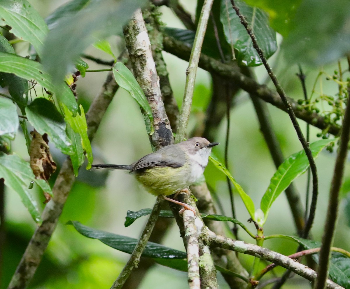 Bar-throated Apalis - Rohan van Twest