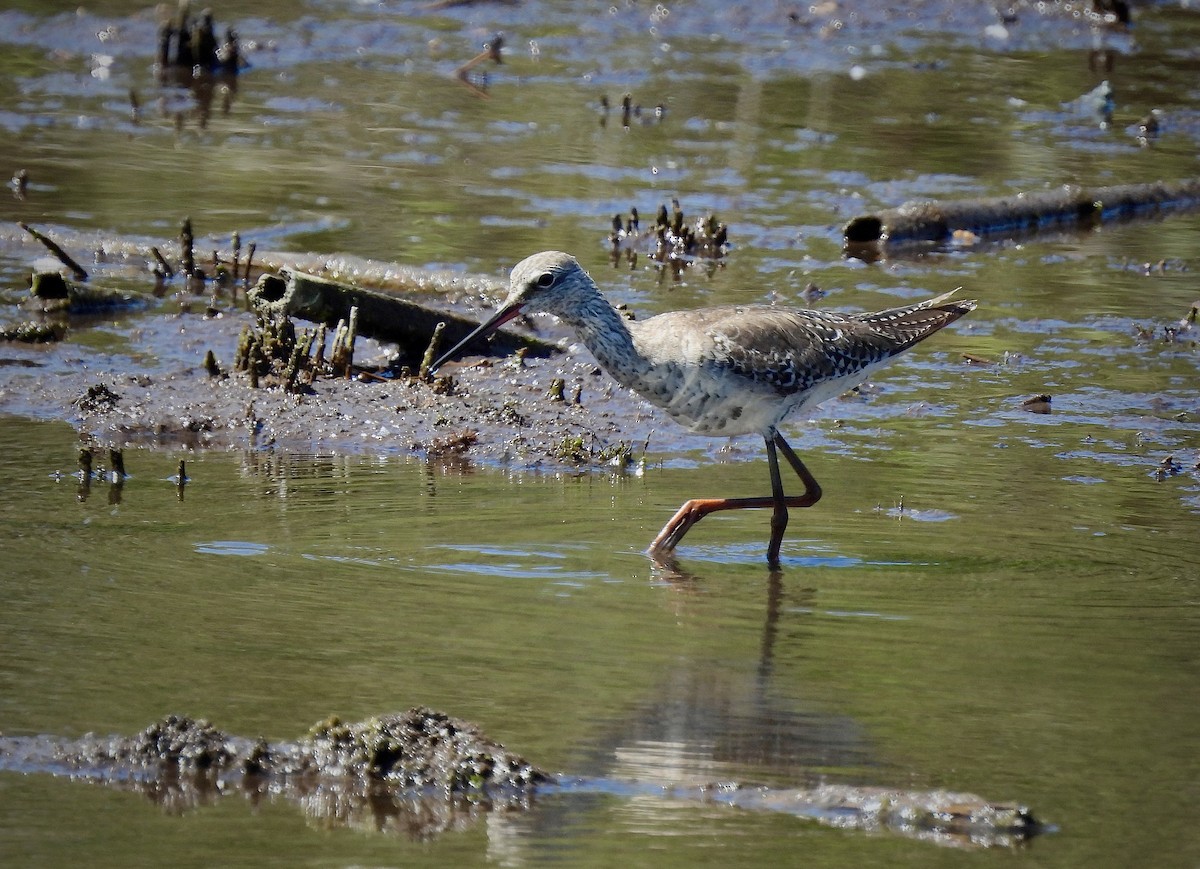 Spotted Redshank - ML617664938