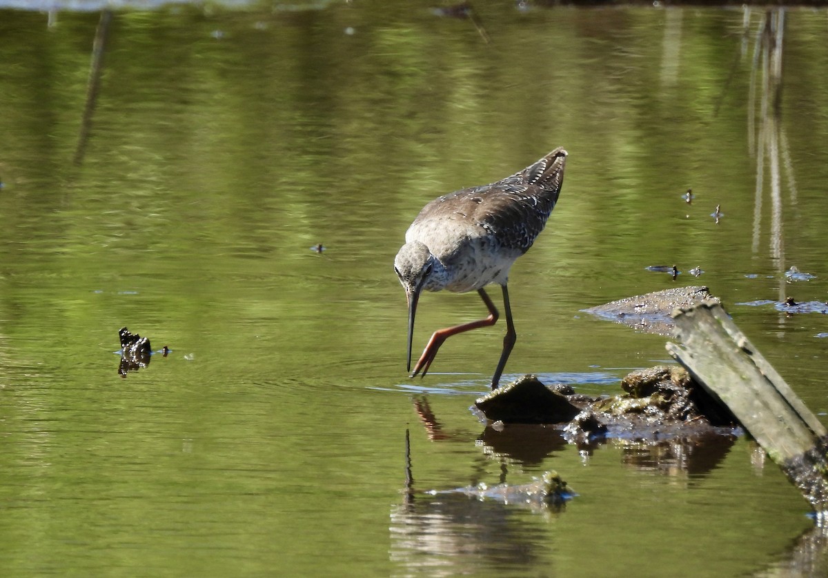 Spotted Redshank - ML617664952