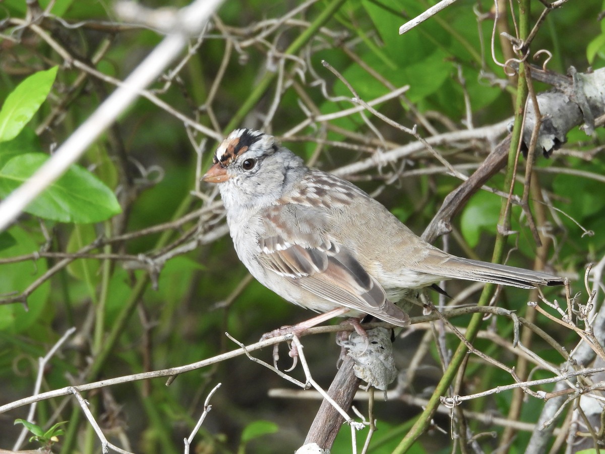 White-crowned Sparrow - Karen & Tom Beatty