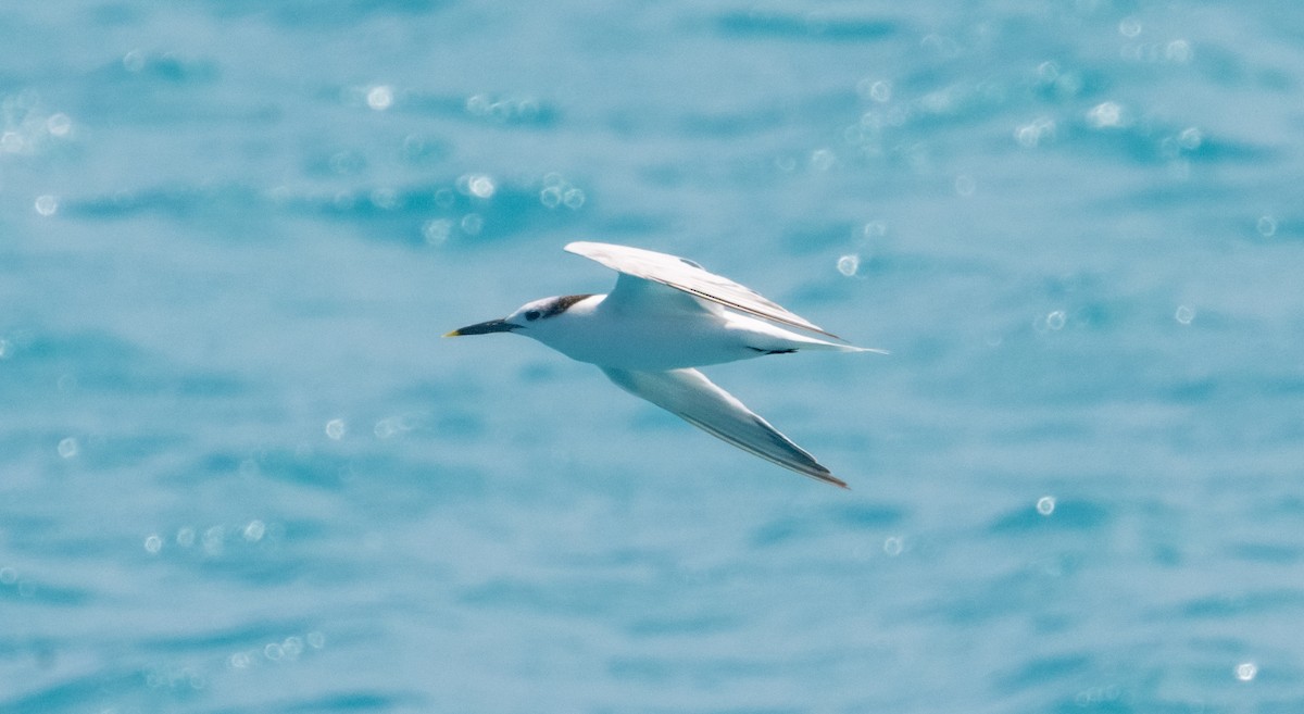 Sandwich Tern - ML617664970