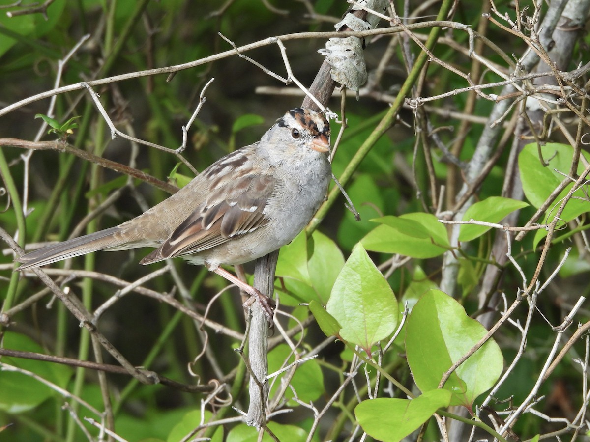 White-crowned Sparrow - Karen & Tom Beatty