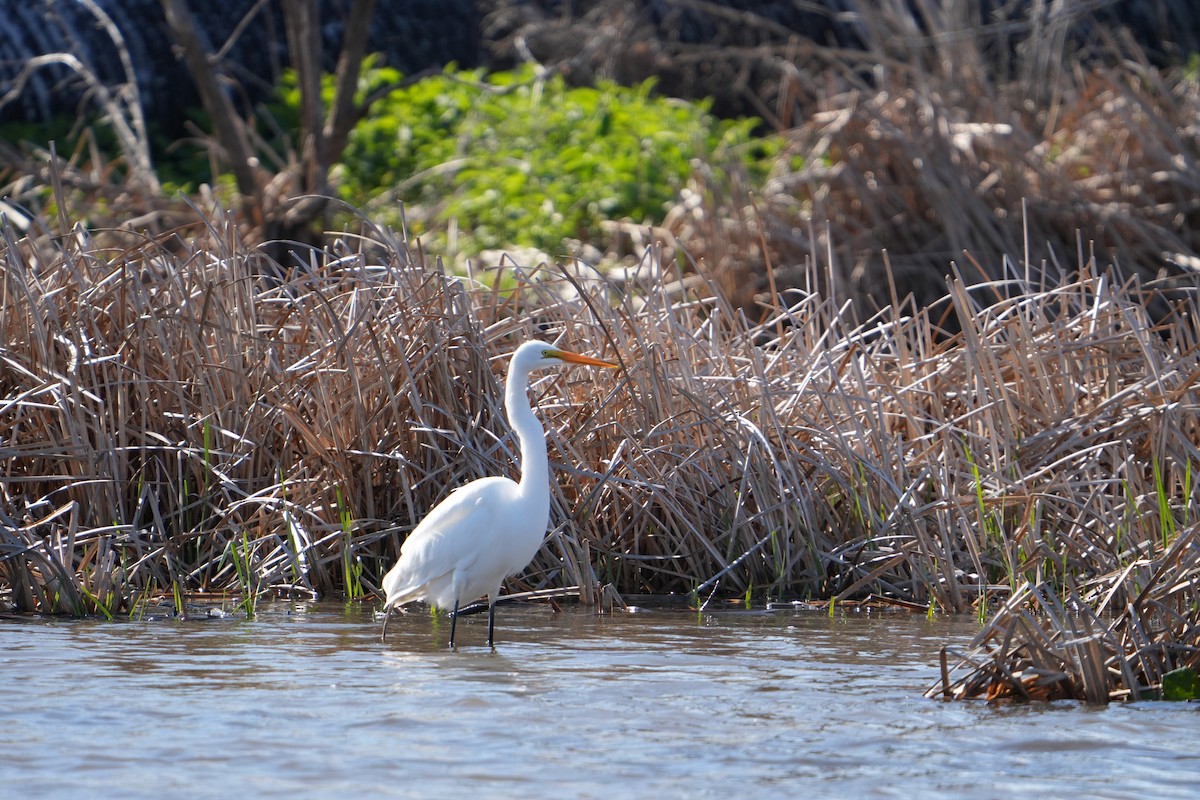 Great Egret - ML617664998