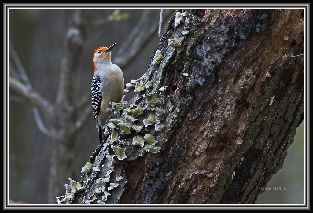 Red-bellied Woodpecker - ML617665005