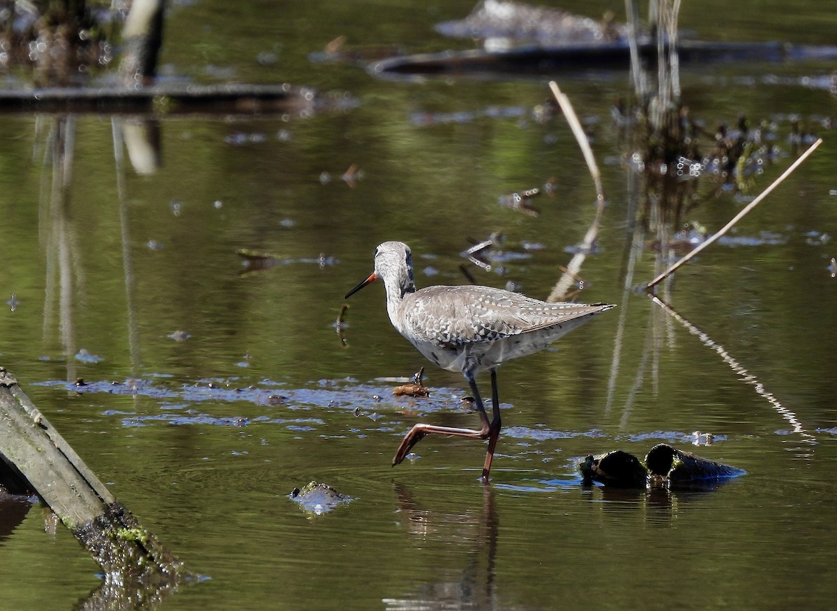 Spotted Redshank - ML617665008