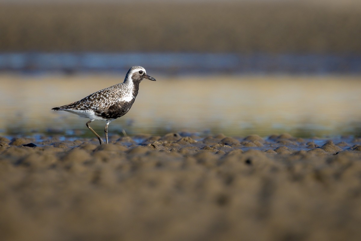 Black-bellied Plover - ML617665018