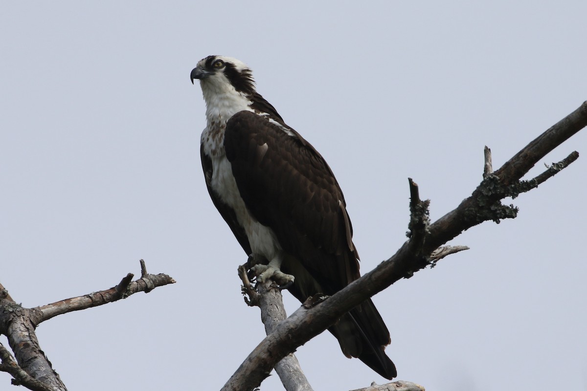 Osprey - Karen & Tom Beatty