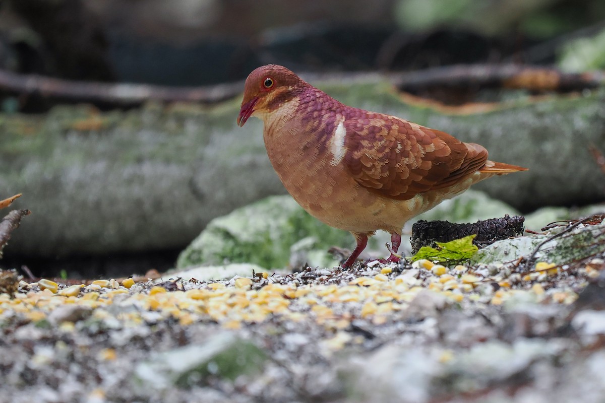 Ruddy Quail-Dove - ML617665044