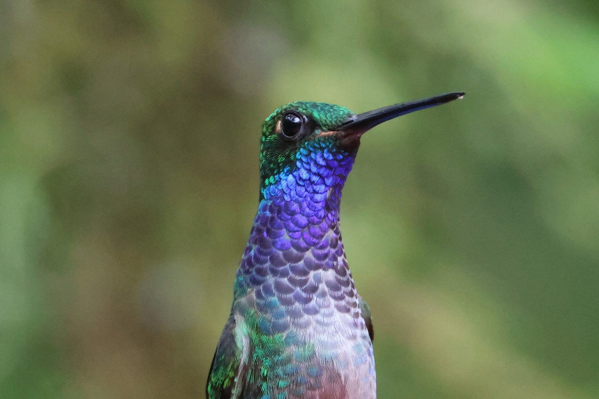 Colibrí de Bouguer Oriental - ML617665045