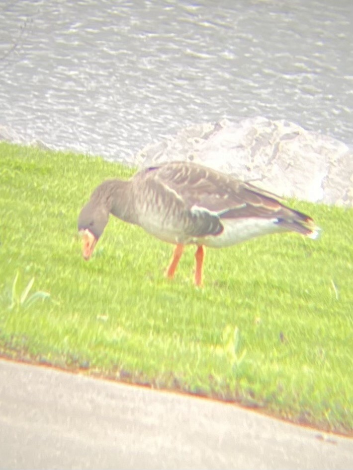 Greater White-fronted Goose - ML617665047