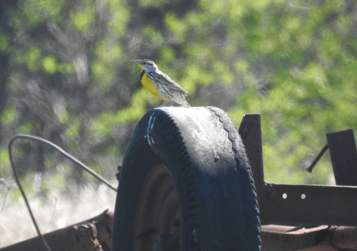 Eastern Meadowlark - ML617665051