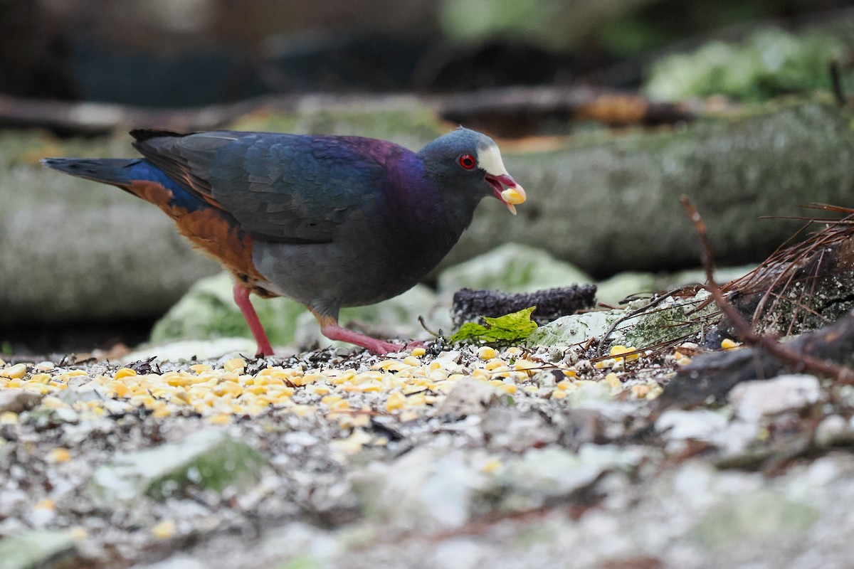 White-fronted Quail-Dove - ML617665067