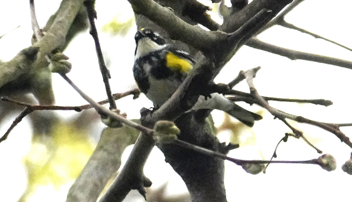 Yellow-rumped Warbler - Cynthia Ehlinger