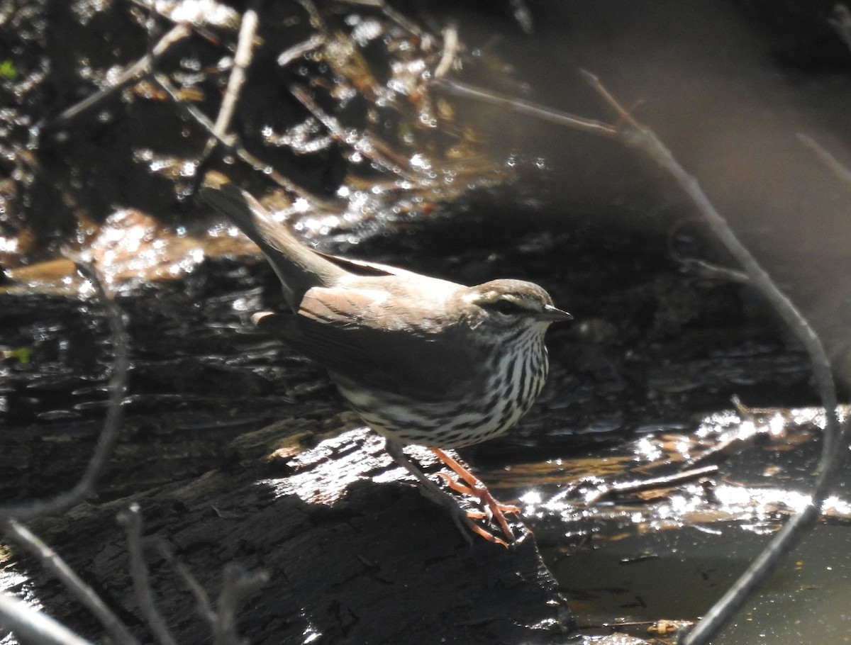 Louisiana Waterthrush - ML617665073