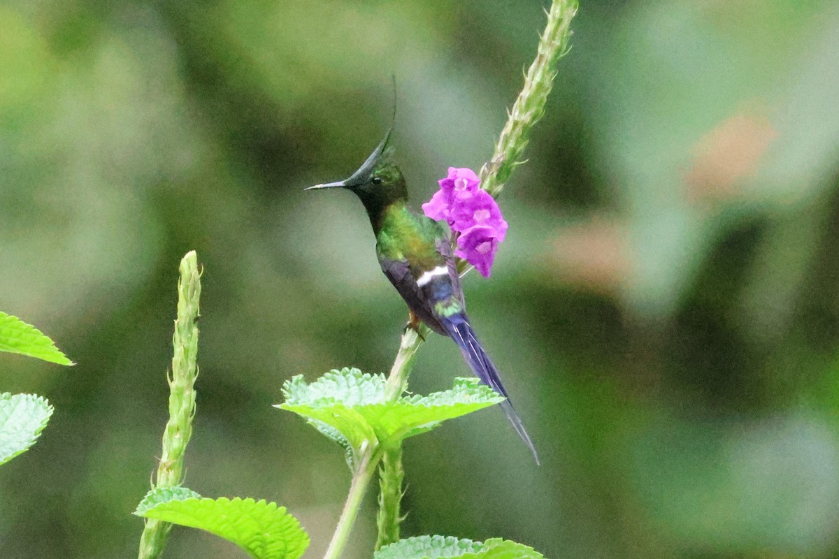 kolibřík ostrochocholatý - ML617665077