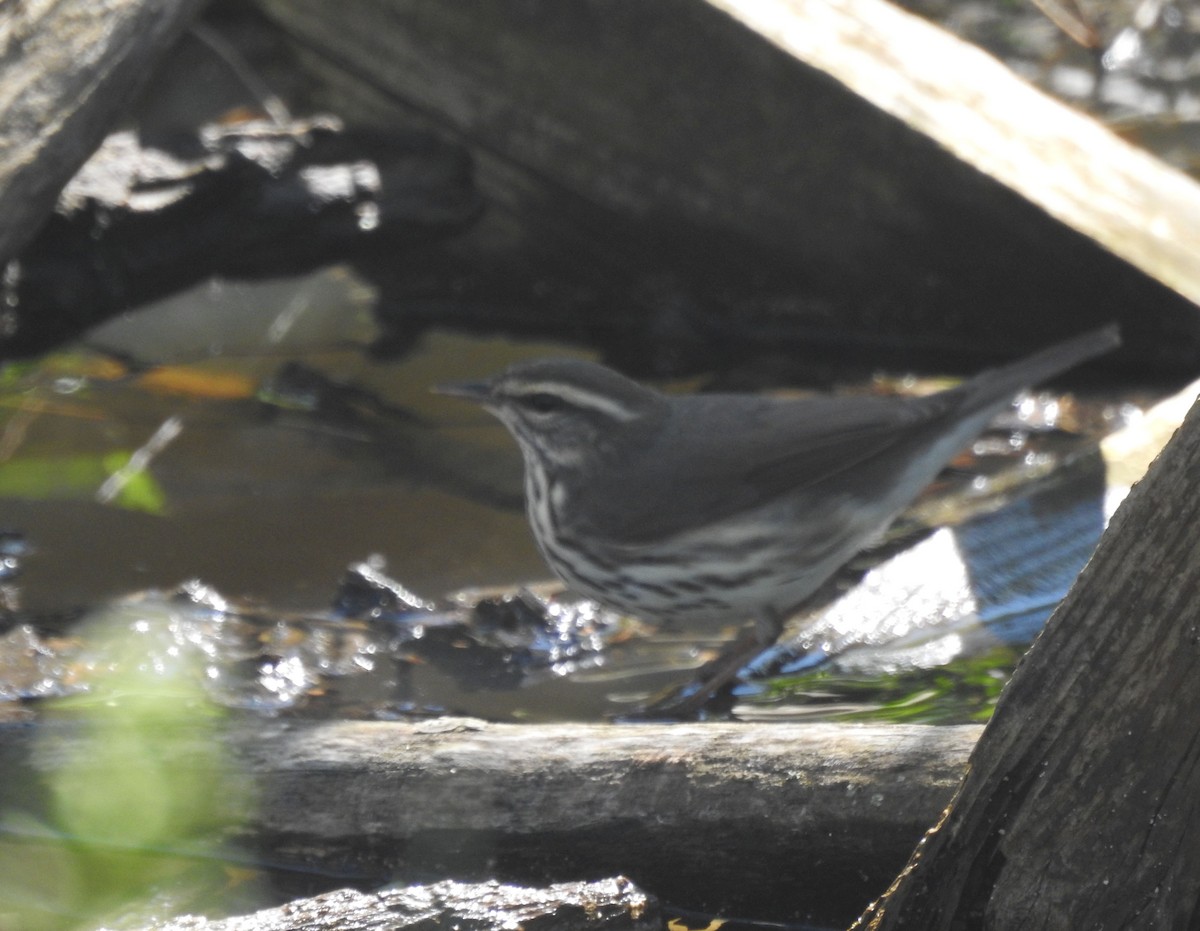 Louisiana Waterthrush - ML617665092