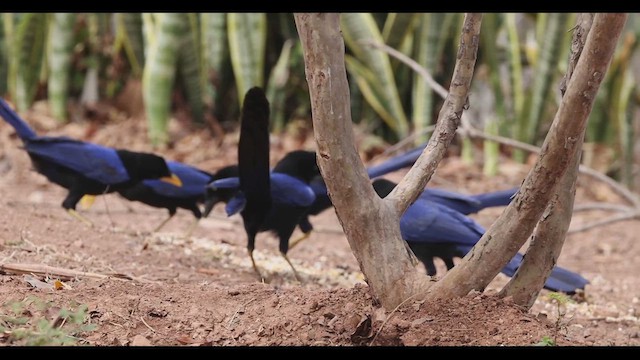 Purplish-backed Jay - ML617665097