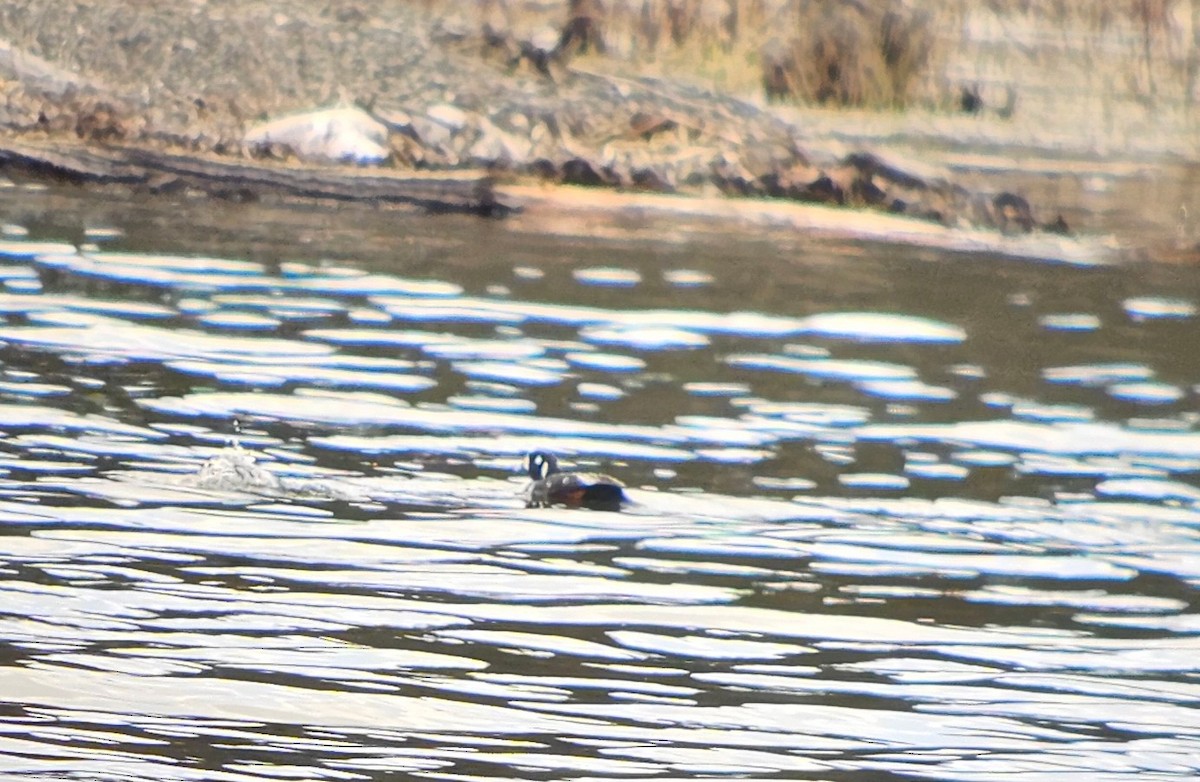 Harlequin Duck - ML617665104