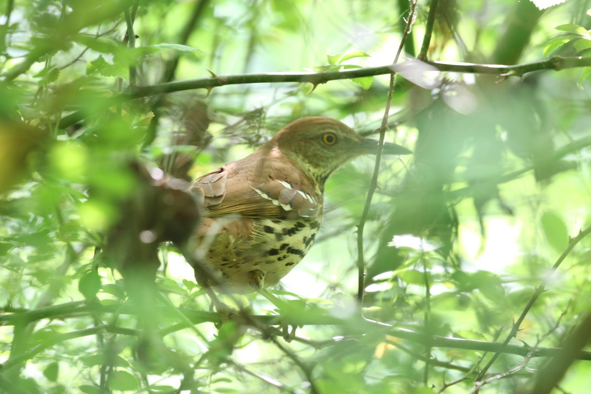 Brown Thrasher - ML617665107