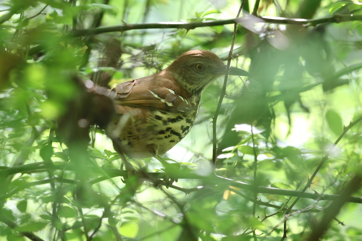 Brown Thrasher - ML617665108