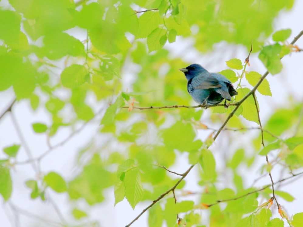 Indigo Bunting - ML617665118