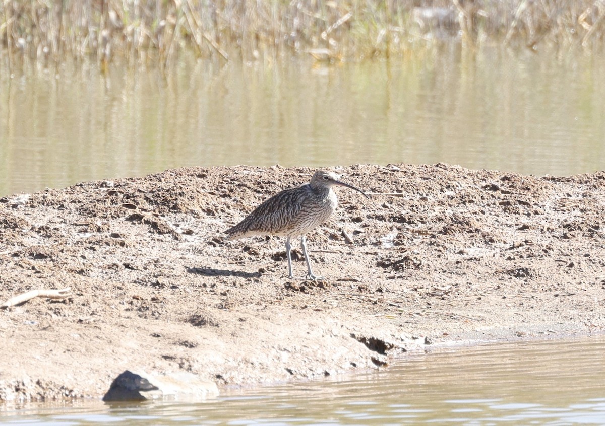 Eurasian Curlew - ML617665120